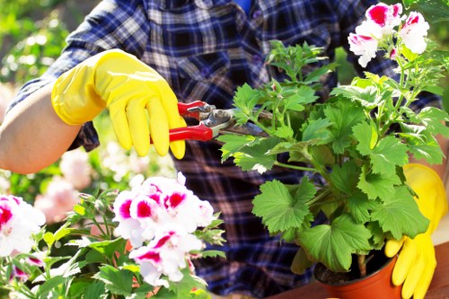 Gardener mowing a small front lawn in Hayes town centre