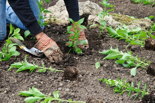 Garden maintenance team aerating and planting in Hayes